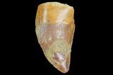 Bargain, Juvenile Carcharodontosaurus Tooth #77084-1